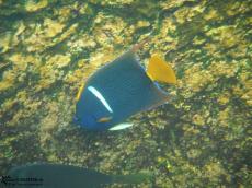 King Anglefish - Underwater Galapagos 2010 -DSCN5519